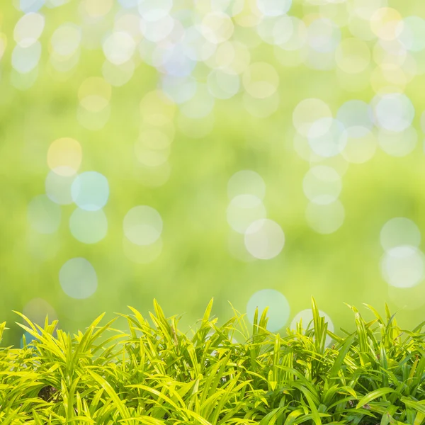 Groene grasachtergrond — Stockfoto