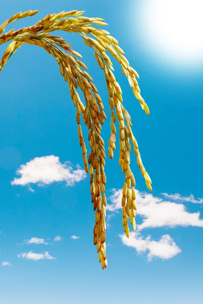 Tallo de arroz —  Fotos de Stock