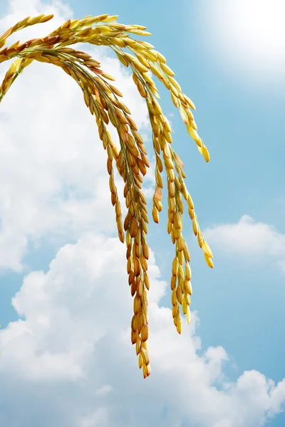 水稻的茎 — 图库照片