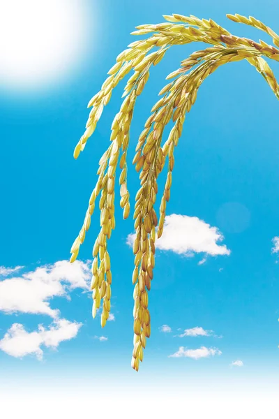 Stam van rijst — Stockfoto