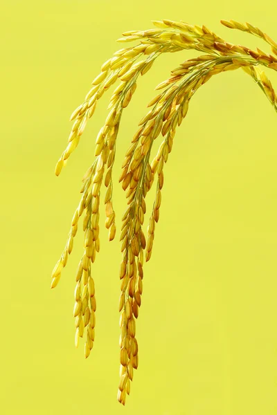 Στέλεχος του ρυζιού — Φωτογραφία Αρχείου