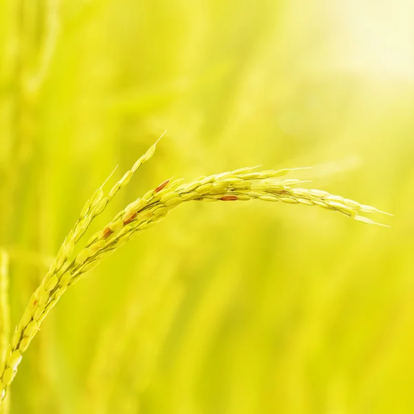 Tallo de arroz — Foto de Stock