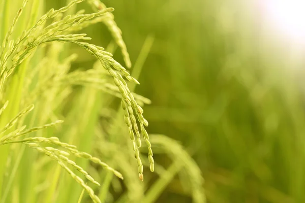 Рис с рисовым полем — стоковое фото