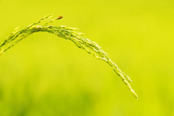 绿色水稻 — 图库照片