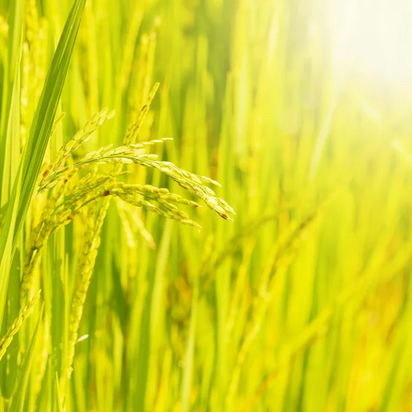 Grön rice — Stockfoto