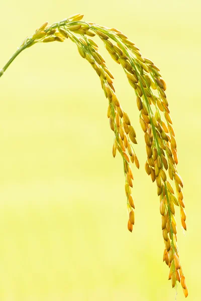 Tallo de arroz — Foto de Stock