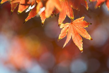 Yapraklı sonbahar arkaplanı