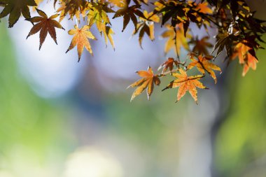 Sonbahar Yaprakları