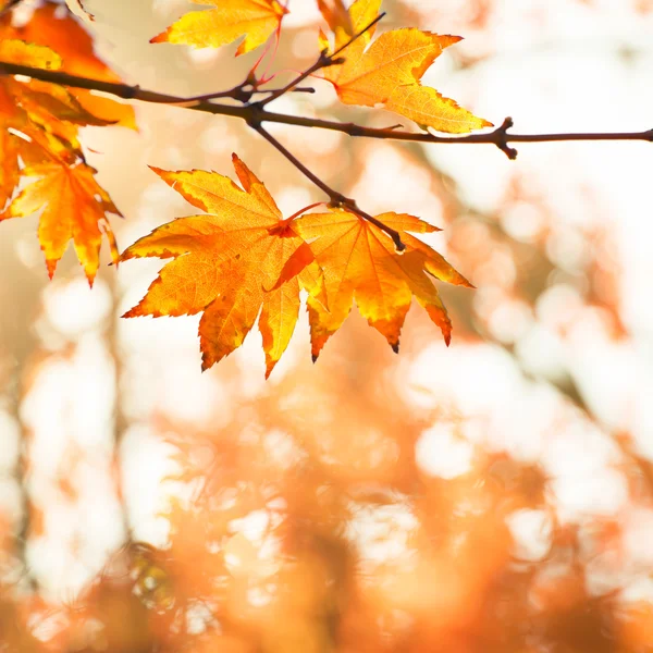 紅葉の背景 — ストック写真