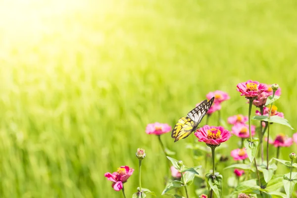 Roze bloem met vlinder — Stockfoto