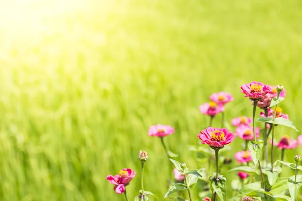 Roze bloemen in veld — Stockfoto
