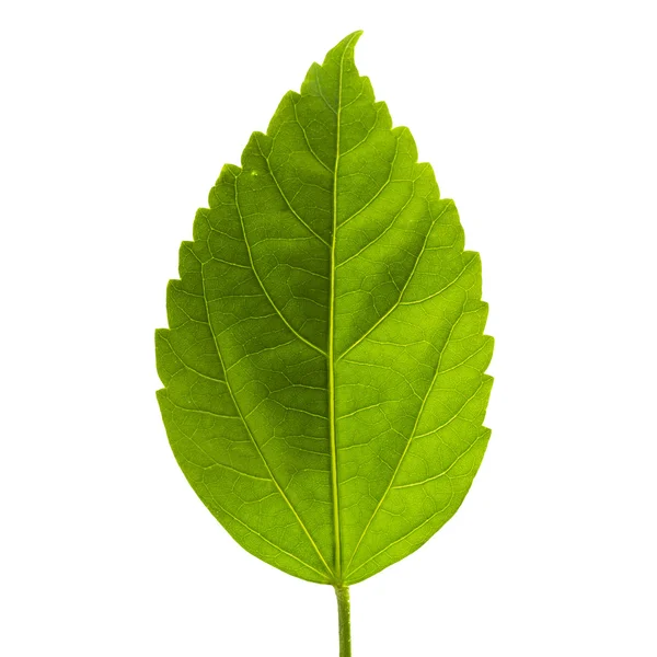 Foglia verde — Foto Stock