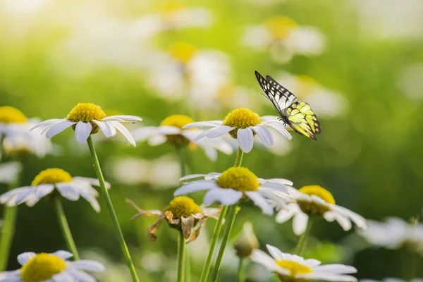 Beyaz papatya çiçek kelebek ile — Stok fotoğraf
