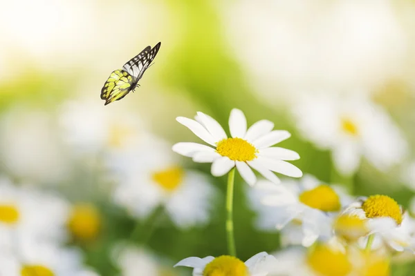 Weiße Gänseblümchen-Blume mit Schmetterling — Stockfoto