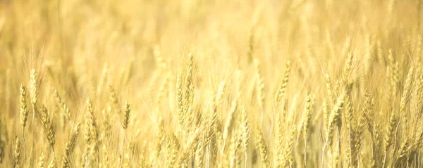 Schönes Weizenfeld — Stockfoto