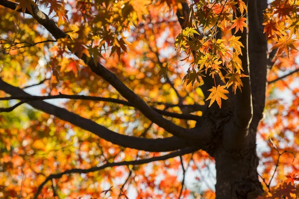 Δέντρο με φθινοπωρινά φύλλα — Φωτογραφία Αρχείου