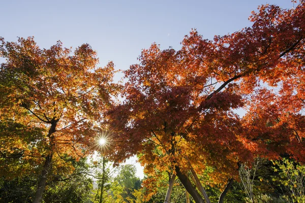 木のある秋の背景 — ストック写真