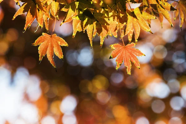 紅葉の背景 — ストック写真