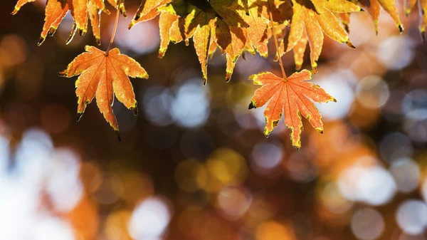 紅葉の背景 — ストック写真