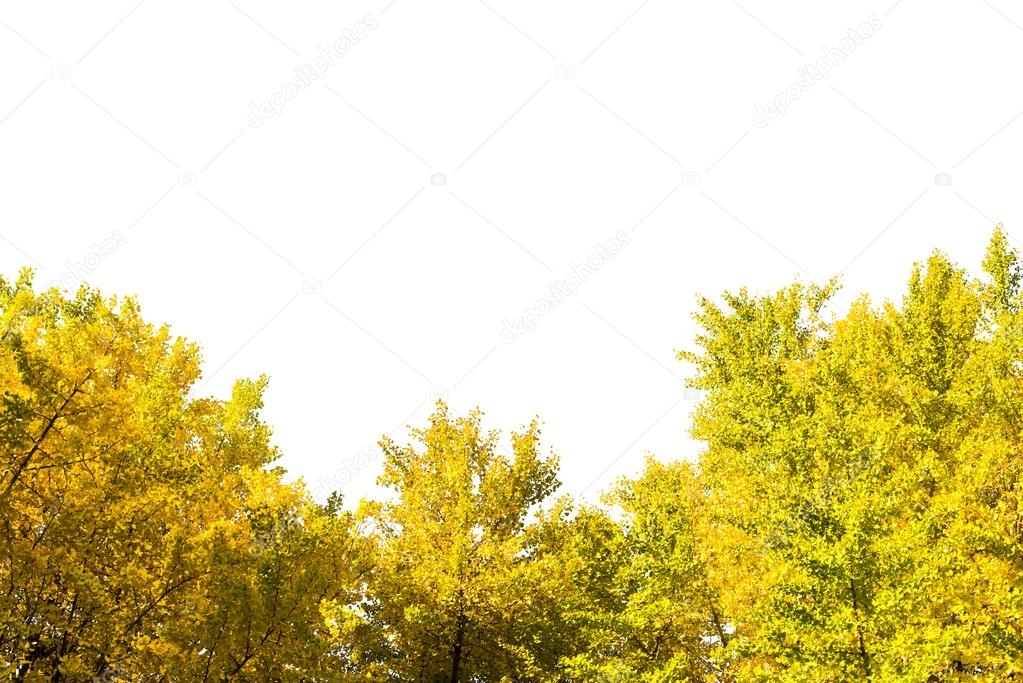Green Leaves on trees