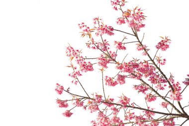 Sakura çiçek veya kiraz çiçeği