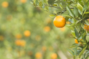 Turuncu meyve ile arka plan bulanıklık