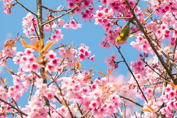 Sakura çiçek veya kiraz çiçeği