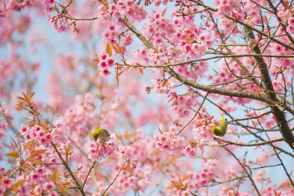 Sakura Flowers or Cherry Blossom — Stock Photo, Image