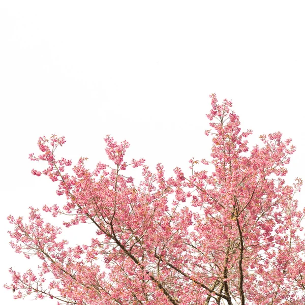 Sakura Flores ou flor de cereja — Fotografia de Stock