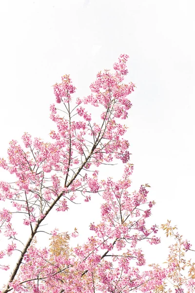 Sakura Fleurs ou fleurs de cerisier — Photo