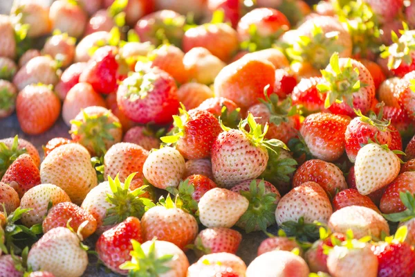 Fresas frescas — Foto de Stock