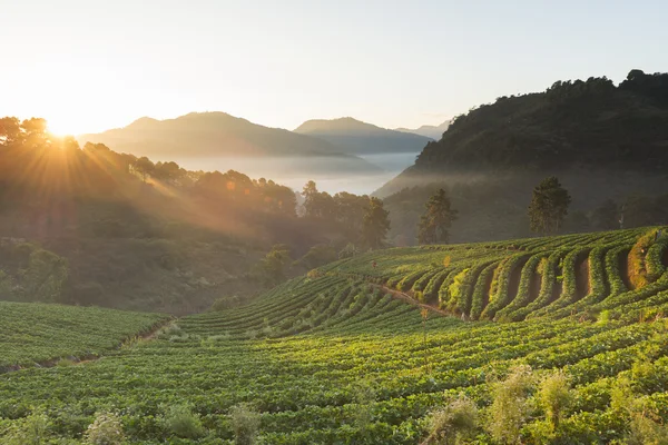 Чайная плантация в Чаинг-Май — стоковое фото