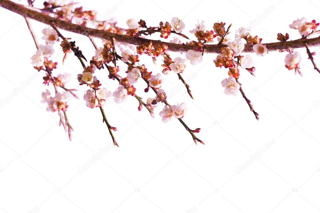 Sakura Flowers or Cherry Blossom