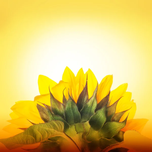 One yellow sunflower — Stock Photo, Image