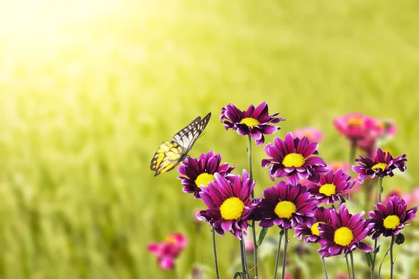 Fioletowe kwiaty z motyl — Zdjęcie stockowe