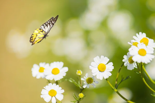 Flor de margarida branca com borboleta — Fotografia de Stock