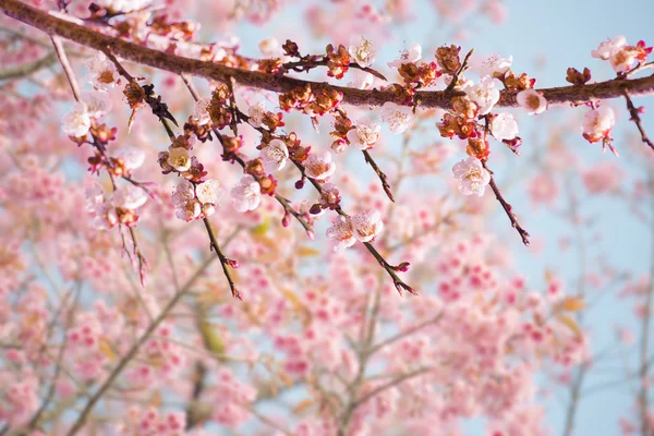 Sakura λουλούδια ή κεράσι ανθίσει — Φωτογραφία Αρχείου