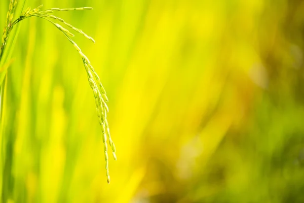 Rice Field In Chiang Mai — Stock Photo, Image