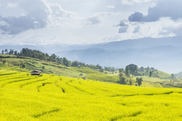 Campo de arroz em formação de passo — Fotografia de Stock