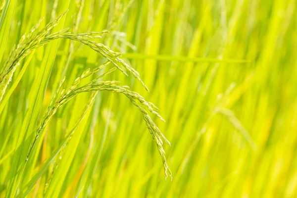 Campo de arroz en Chiang Mai — Foto de Stock