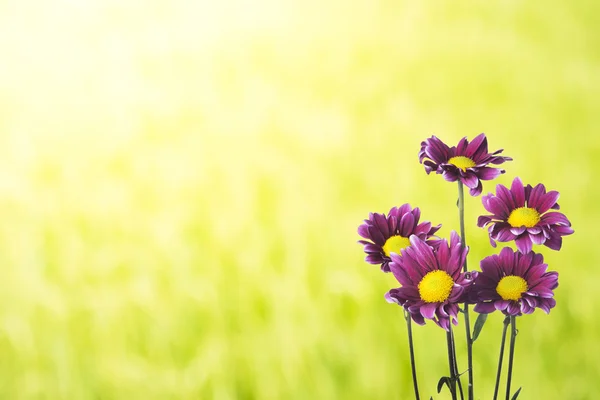 Flores púrpuras en hierba — Foto de Stock