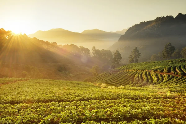 Tea Plantation in sunrise — Stock Photo, Image