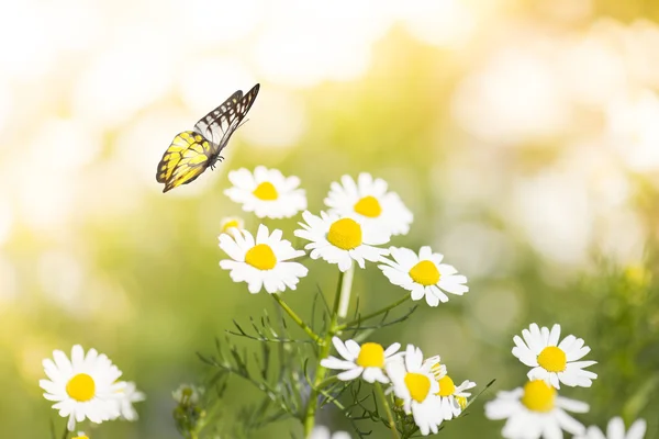 Weiße Gänseblümchen mit Schmetterling — Stockfoto