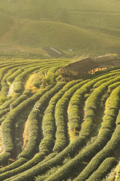 Teeplantage mit Holzhaus — Stockfoto