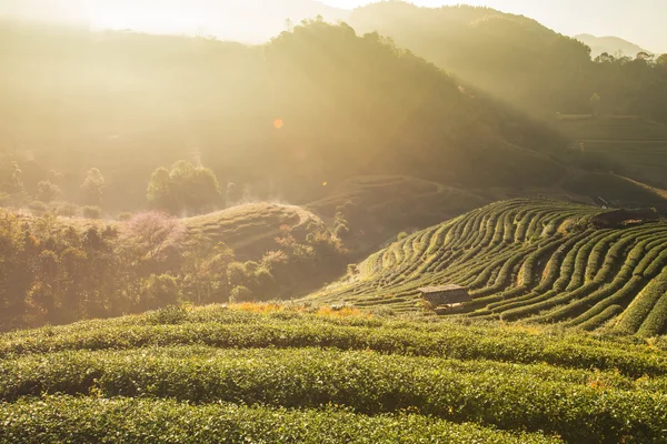 Tea Plantation with wooden house — Stock Photo, Image