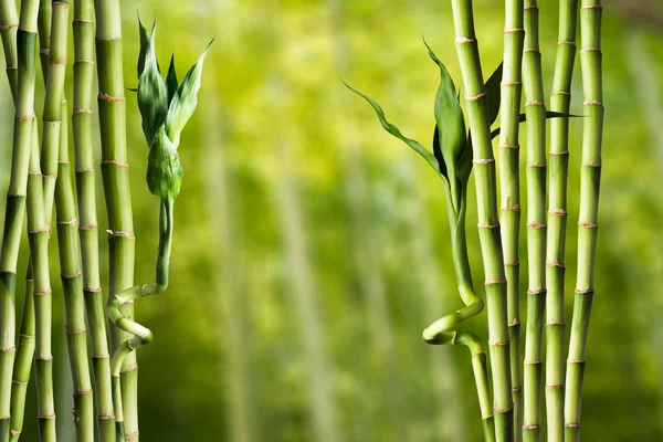 新鲜竹子背景 — 图库照片