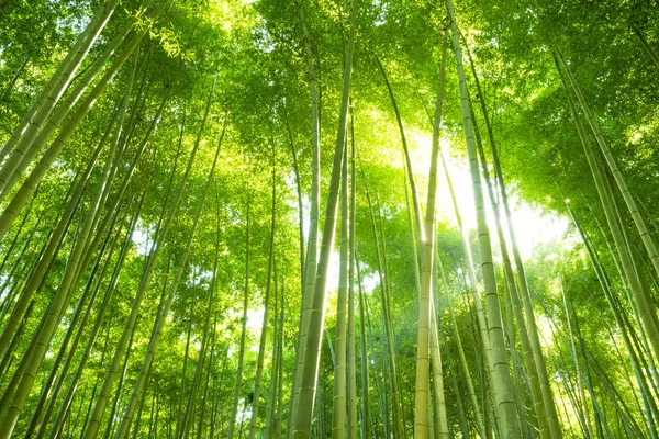 Δάσος Μπαμπού στην Ιαπωνία — Φωτογραφία Αρχείου