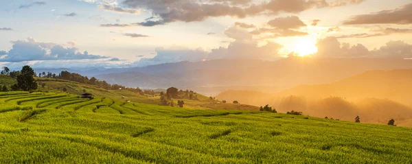 Adım oluşumu alan pirinç