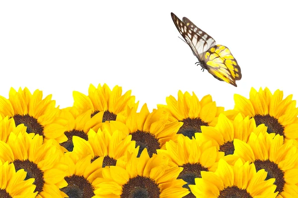 Close up of sunflowers with butterfly — Stock Photo, Image