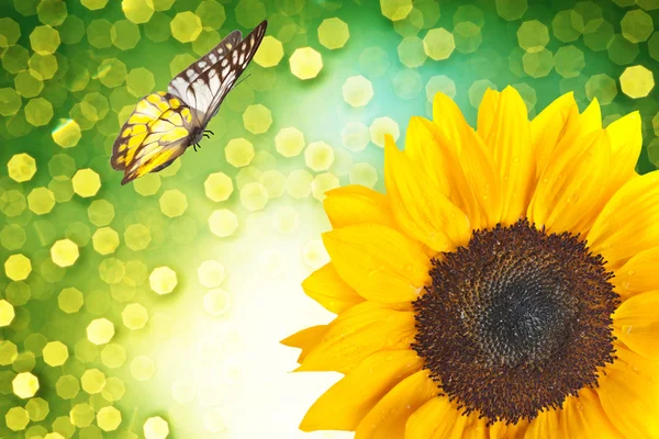 Close up of sunflower with butterfly — Stock Fotó